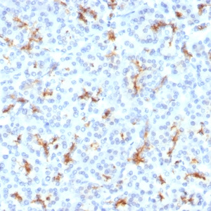 CFTR (Cystic Fibrosis Transmembrane Conductance Regulator); Clone CFTR/1342 (Concentrate)